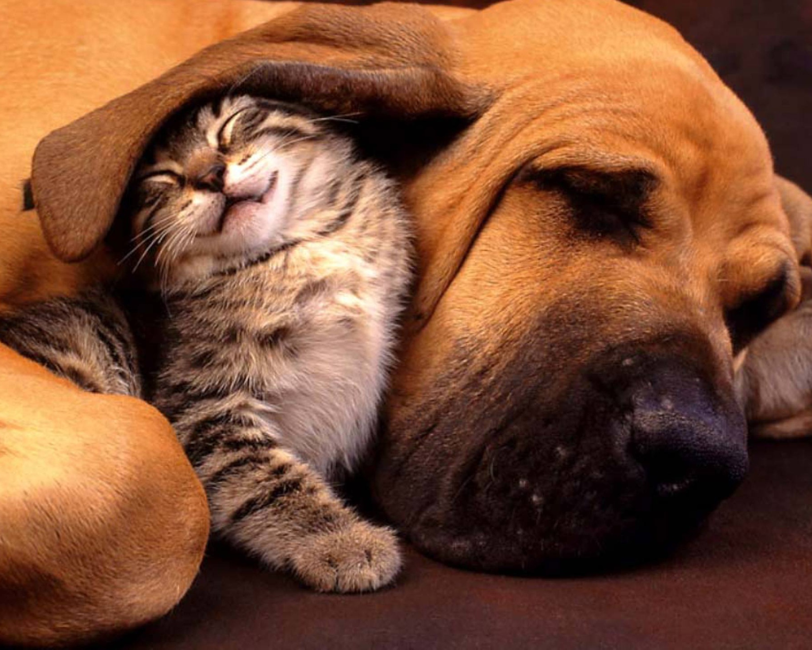 Обои Cat and Dog Are Te Best Friend 1600x1280