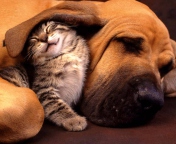 Cat and Dog Are Te Best Friend wallpaper 176x144