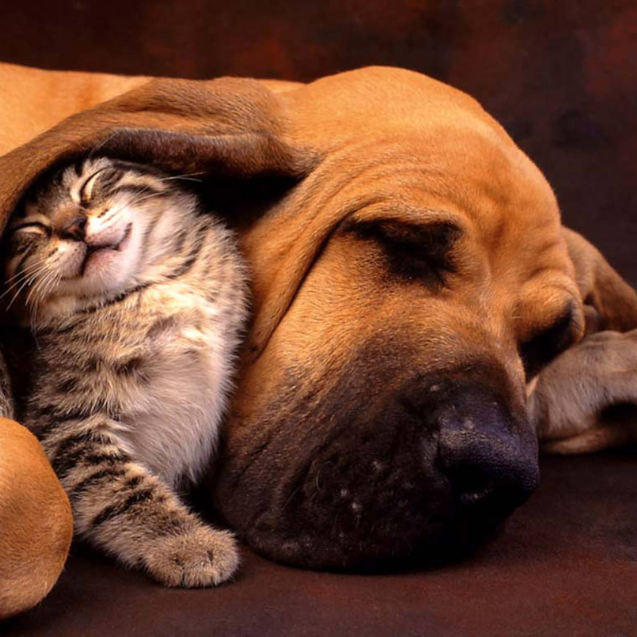 Das Cat and Dog Are Te Best Friend Wallpaper 2048x2048