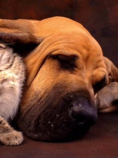 Обои Cat and Dog Are Te Best Friend 240x320