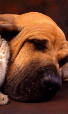 Cat and Dog Are Te Best Friend screenshot #1 240x400