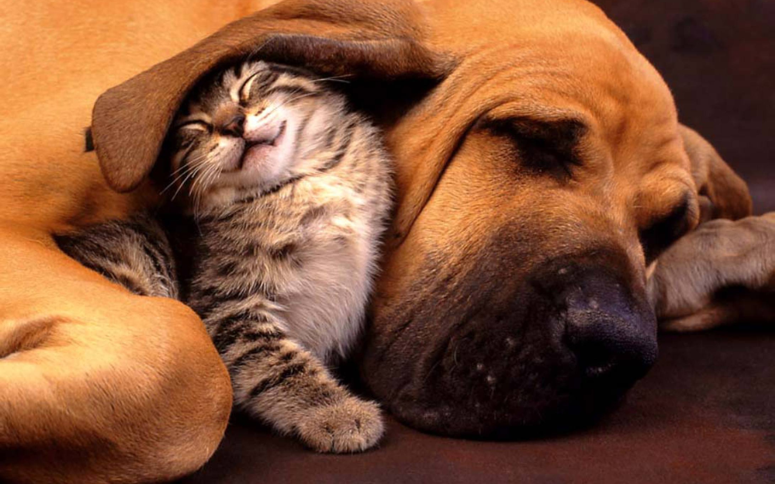 Das Cat and Dog Are Te Best Friend Wallpaper 2560x1600