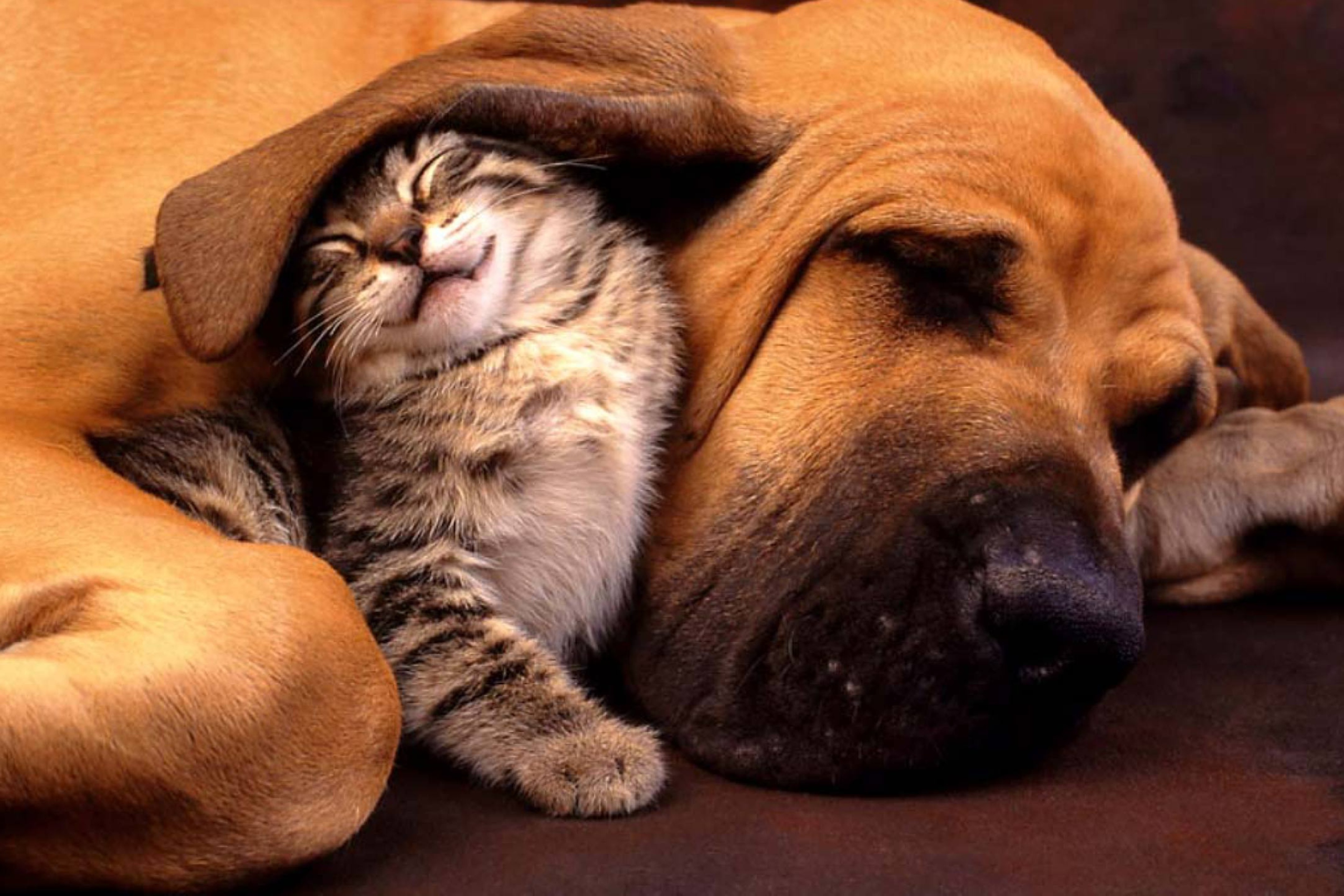 Das Cat and Dog Are Te Best Friend Wallpaper 2880x1920