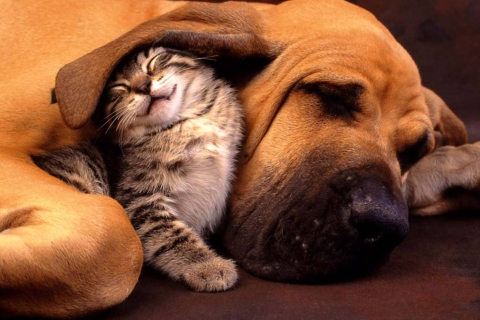 Das Cat and Dog Are Te Best Friend Wallpaper 480x320