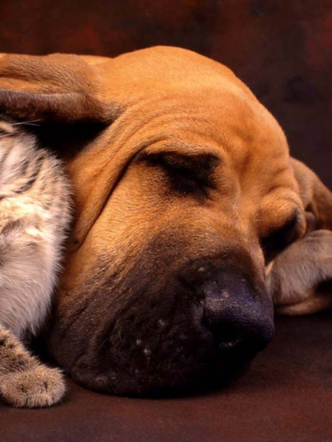 Cat and Dog Are Te Best Friend wallpaper 480x640