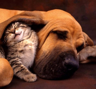 Cat and Dog Are Te Best Friend sfondi gratuiti per Samsung B159 Hero Plus