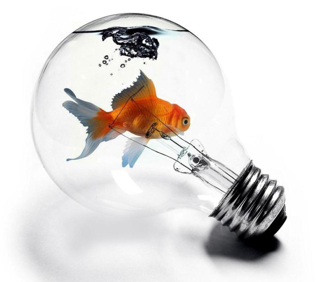 Das Fish In Light Bulb Wallpaper 1080x960