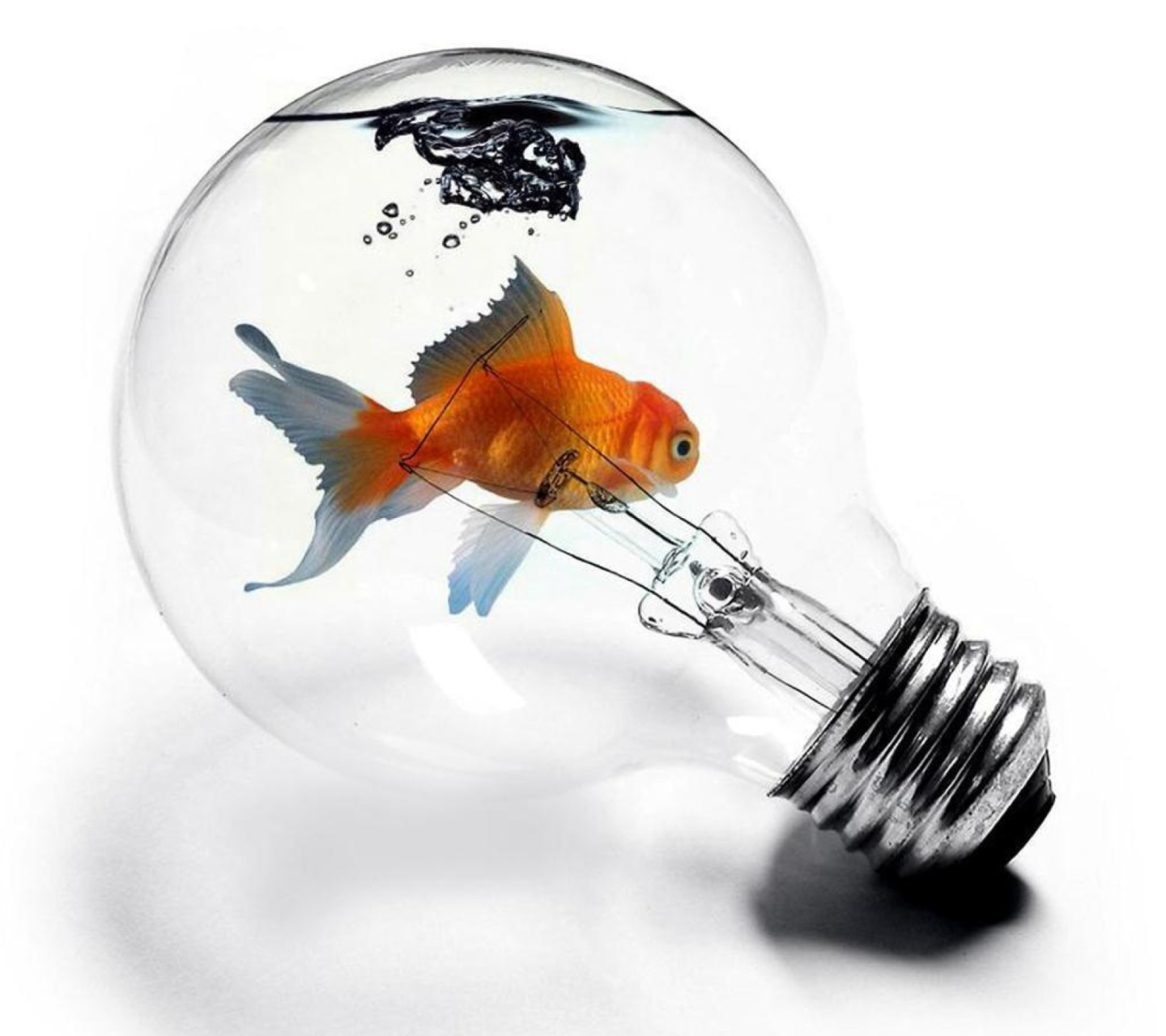 Fondo de pantalla Fish In Light Bulb 1440x1280