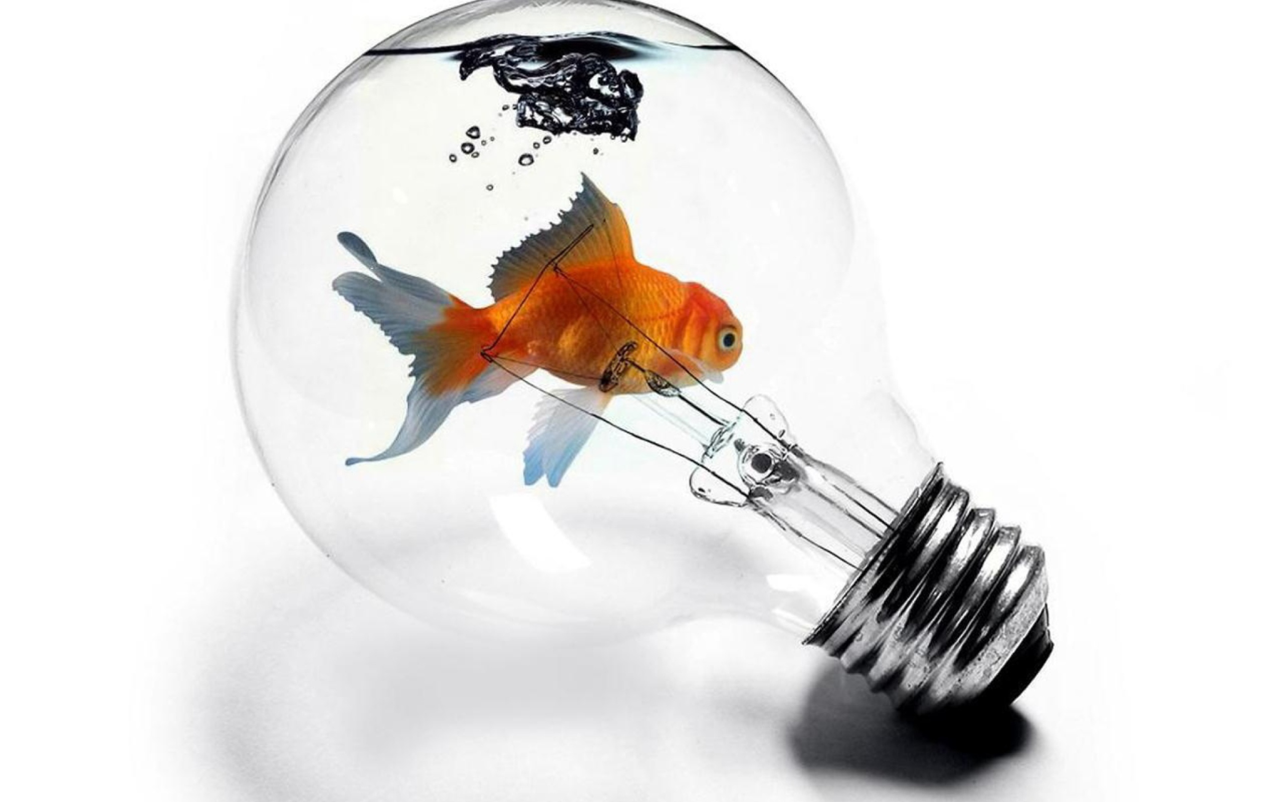 Das Fish In Light Bulb Wallpaper 2560x1600