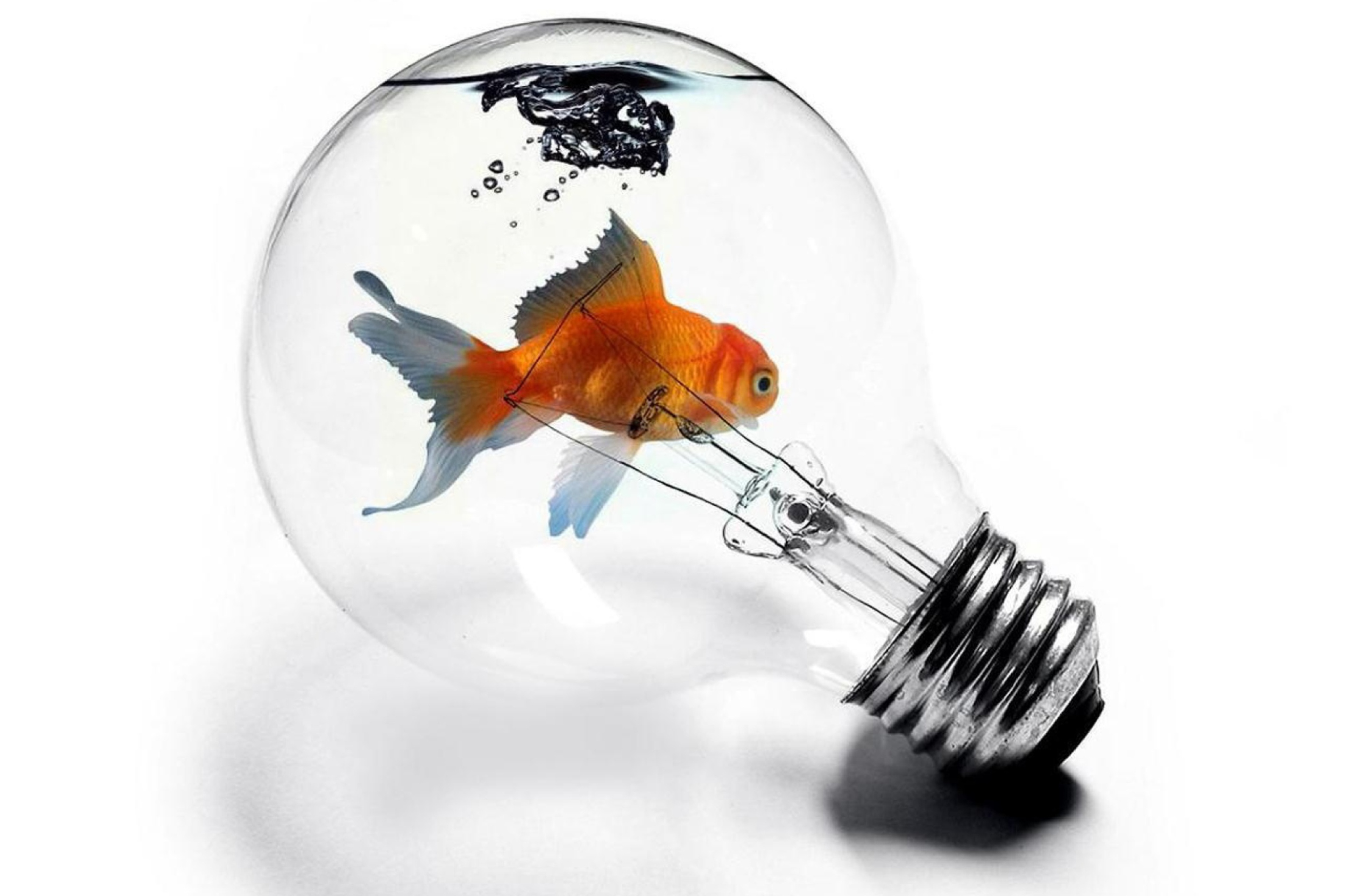 Das Fish In Light Bulb Wallpaper 2880x1920