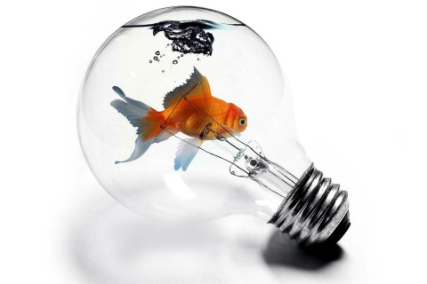 Das Fish In Light Bulb Wallpaper 480x320
