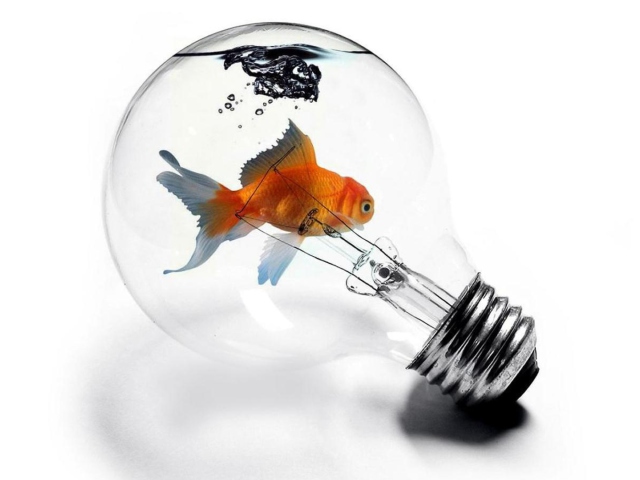 Das Fish In Light Bulb Wallpaper 640x480