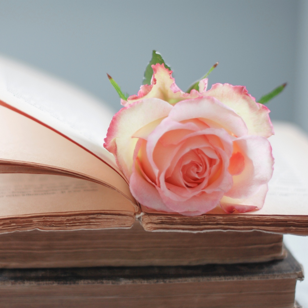 Sfondi Pink Rose On Vintage Book 1024x1024