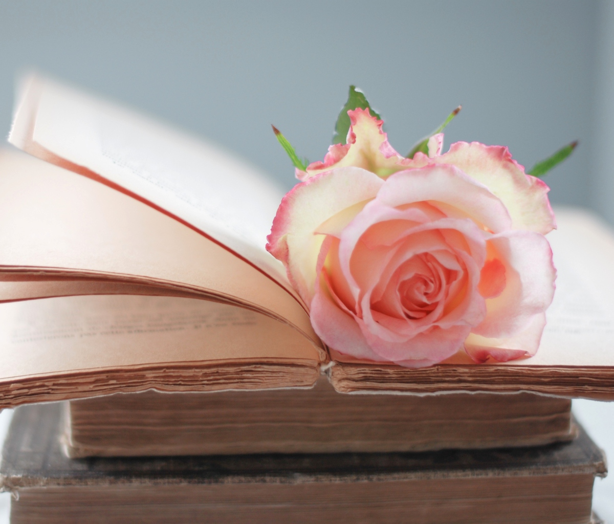 Sfondi Pink Rose On Vintage Book 1200x1024