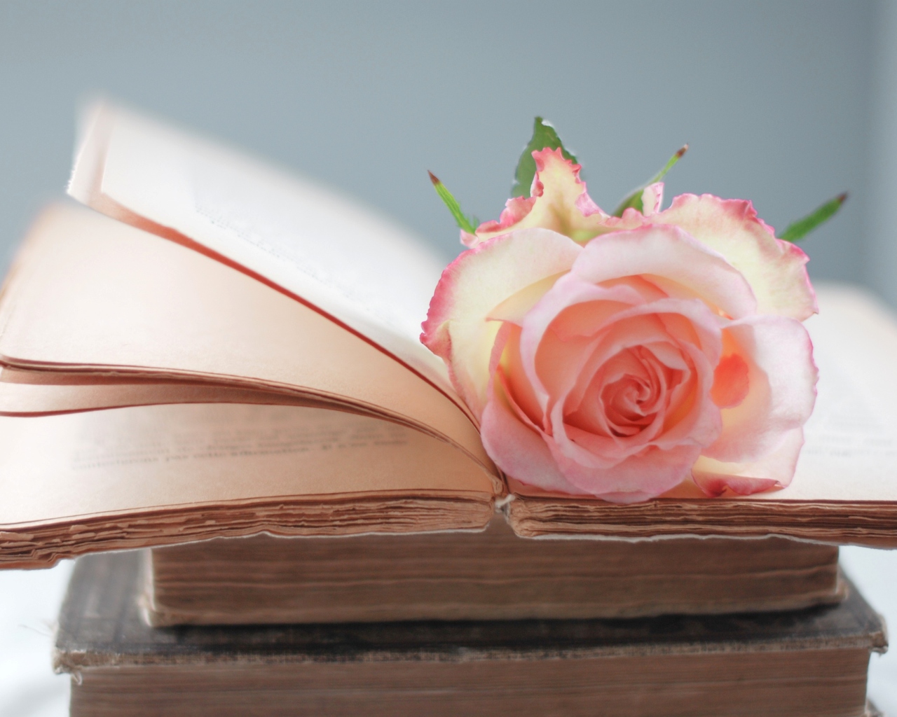 Das Pink Rose On Vintage Book Wallpaper 1280x1024