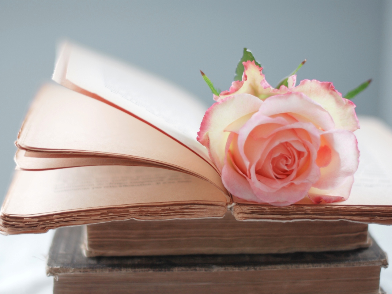 Fondo de pantalla Pink Rose On Vintage Book 1280x960