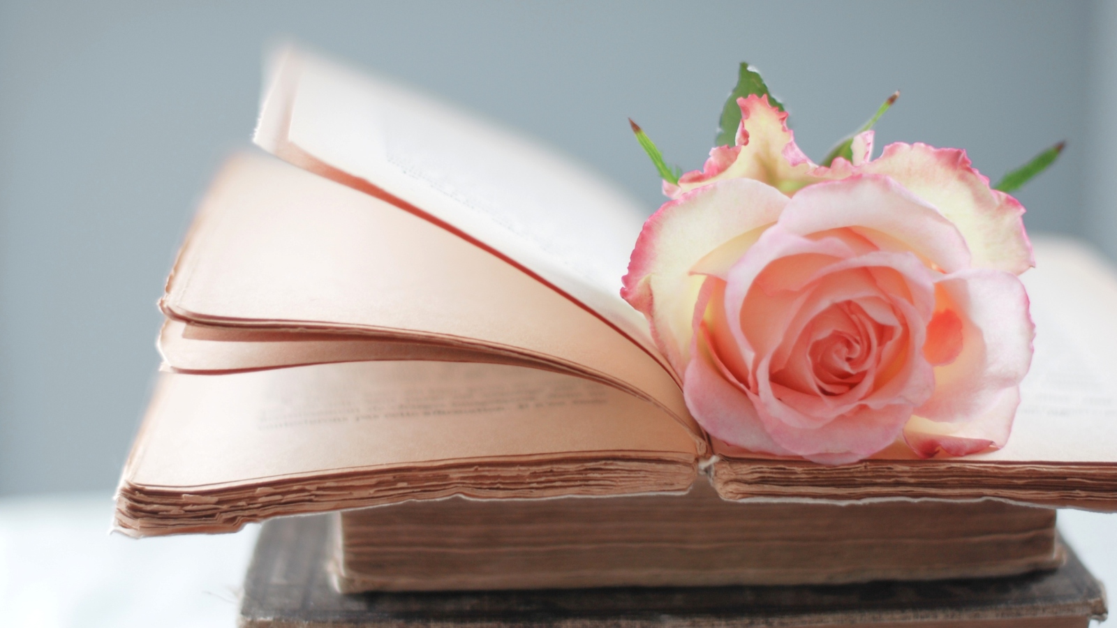 Pink Rose On Vintage Book screenshot #1 1600x900