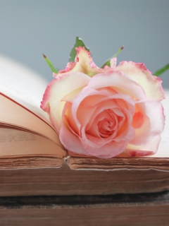 Sfondi Pink Rose On Vintage Book 240x320