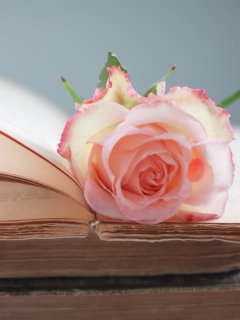 Pink Rose On Vintage Book wallpaper 240x320