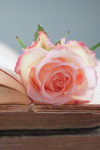 Sfondi Pink Rose On Vintage Book 320x480