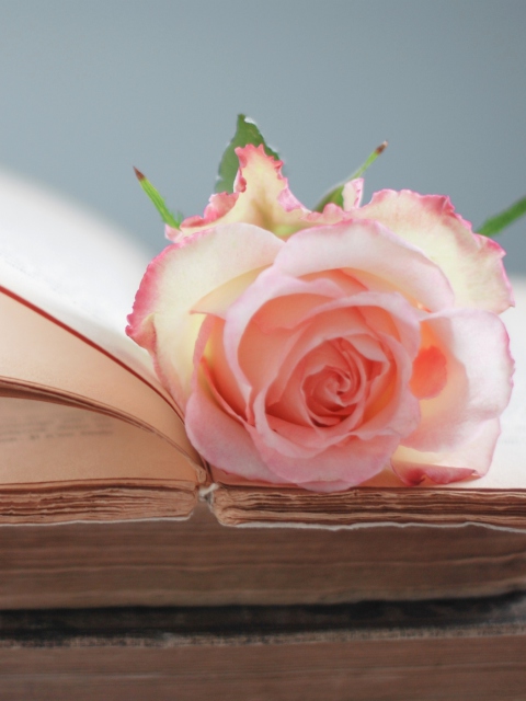 Das Pink Rose On Vintage Book Wallpaper 480x640