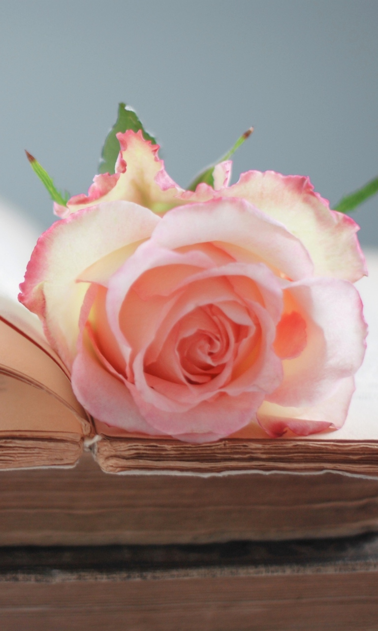 Sfondi Pink Rose On Vintage Book 768x1280