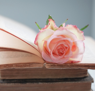 Pink Rose On Vintage Book sfondi gratuiti per iPad mini