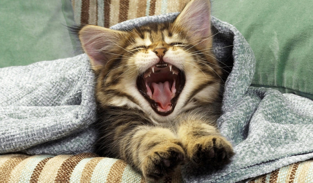 Screenshot №1 pro téma Kitten Yawns 1024x600