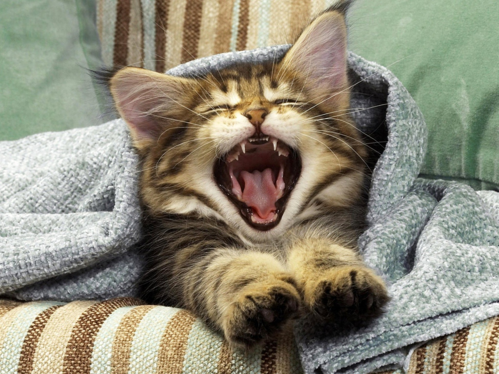 Kitten Yawns wallpaper 1024x768