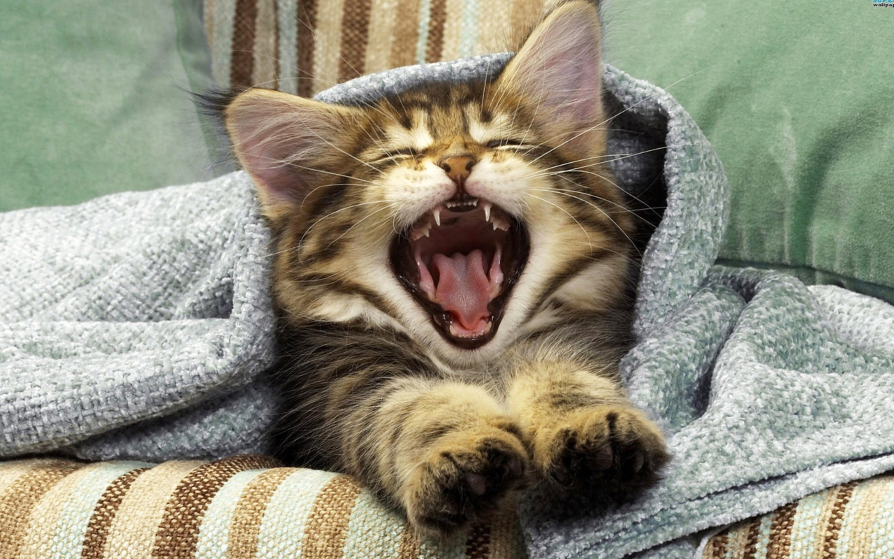 Kitten Yawns wallpaper 1280x800