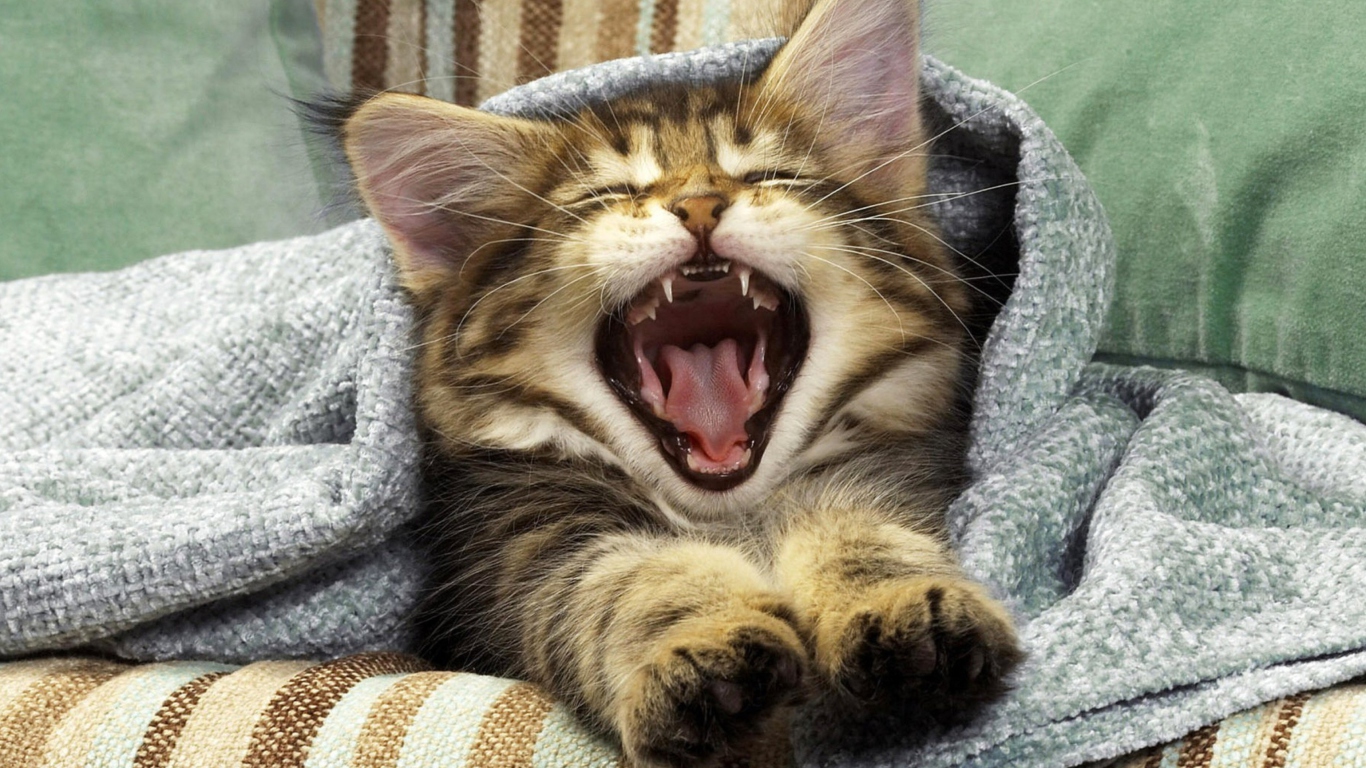 Kitten Yawns wallpaper 1366x768