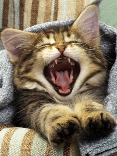 Das Kitten Yawns Wallpaper 240x320