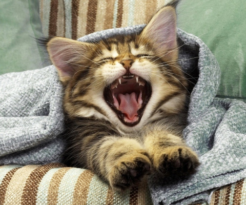 Fondo de pantalla Kitten Yawns 480x400