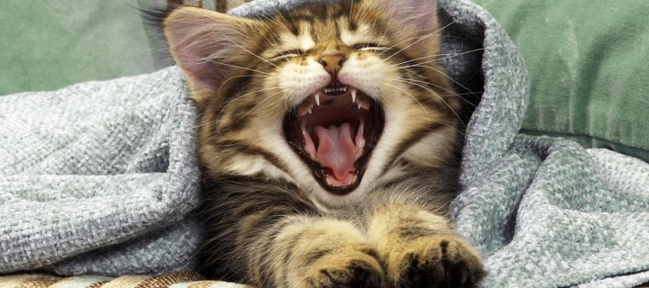 Kitten Yawns wallpaper 720x320