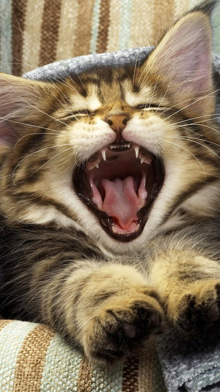Kitten Yawns wallpaper 750x1334