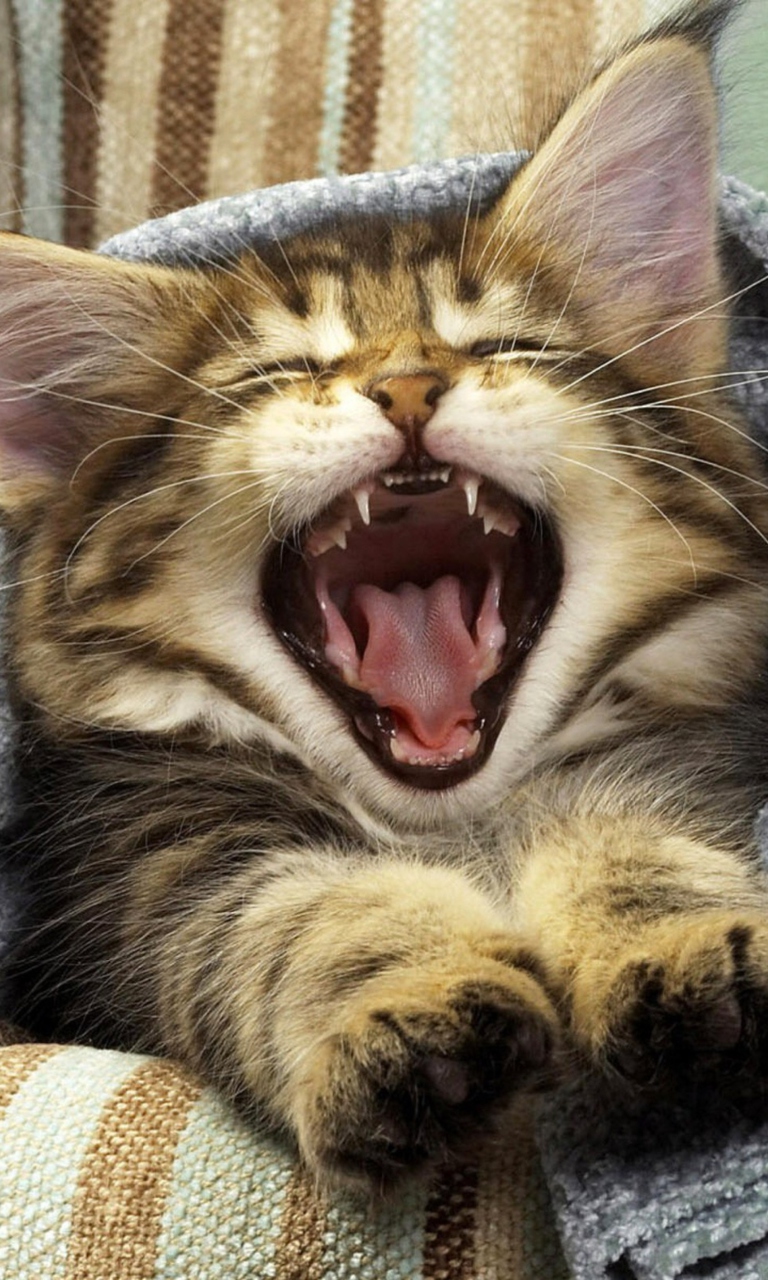 Sfondi Kitten Yawns 768x1280