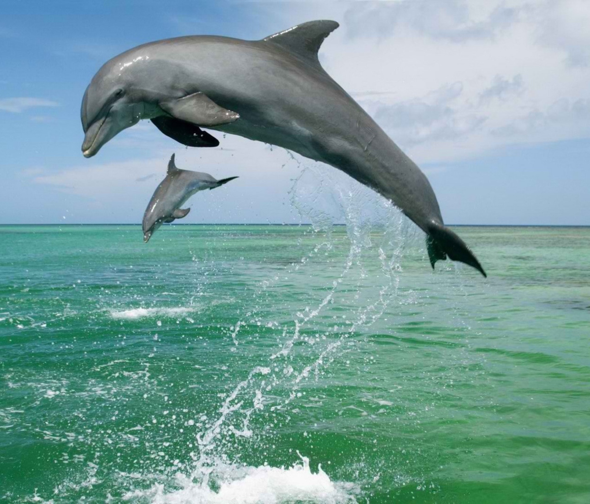 Jumping Dolphins wallpaper 1200x1024