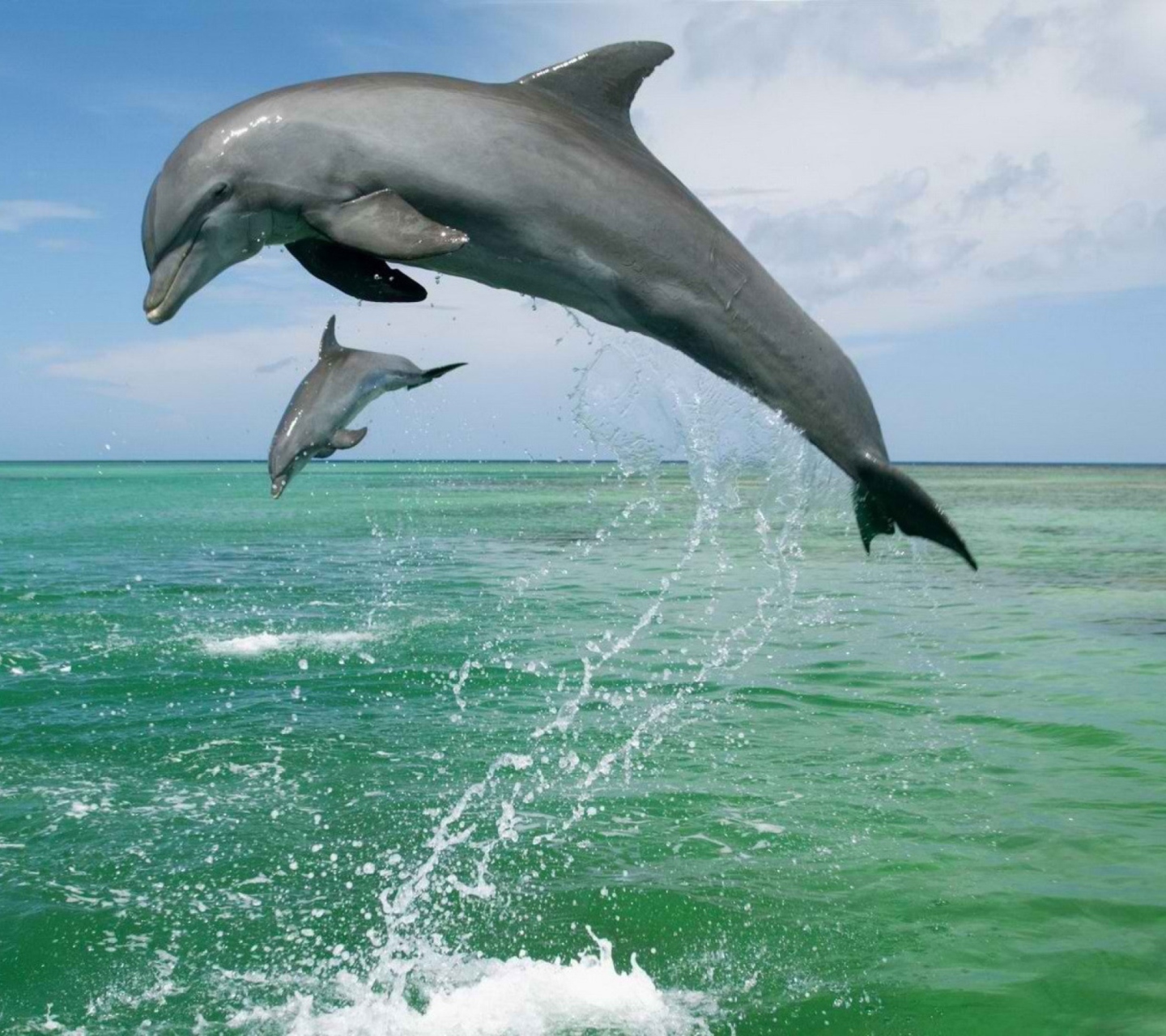 Jumping Dolphins wallpaper 1440x1280