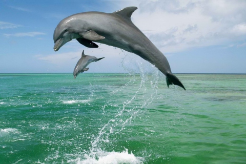 Обои Jumping Dolphins 480x320