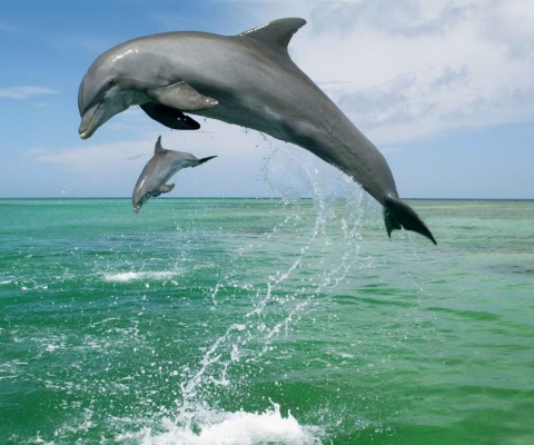 Fondo de pantalla Jumping Dolphins 480x400