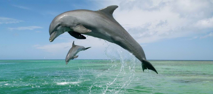 Fondo de pantalla Jumping Dolphins 720x320