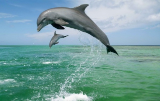 Jumping Dolphins - Obrázkek zdarma pro 1200x1024