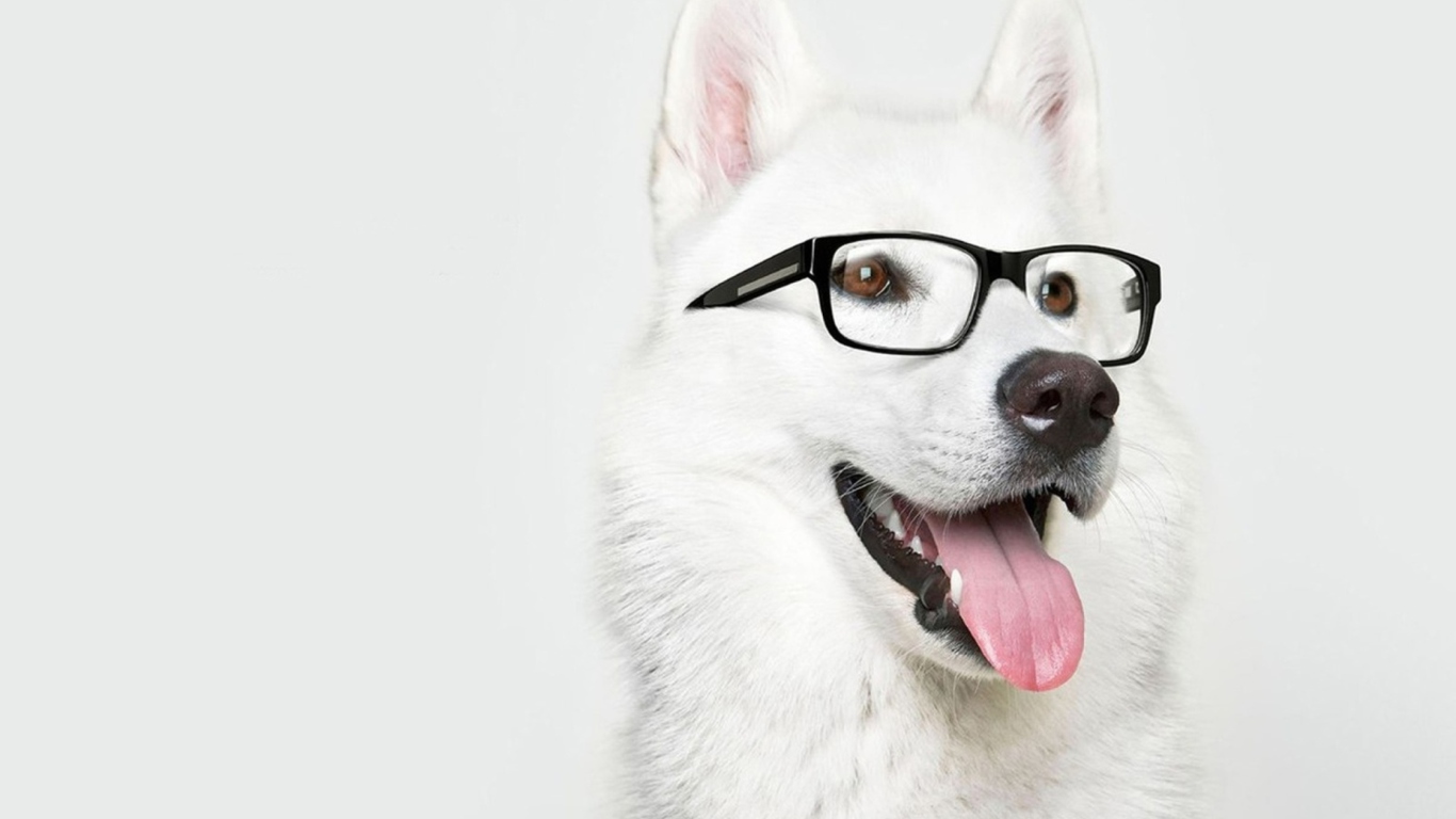 Hipster Husky wallpaper 1366x768