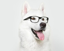 Sfondi Hipster Husky 220x176