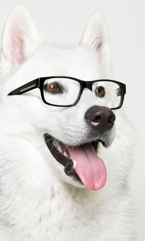 Hipster Husky wallpaper 480x800