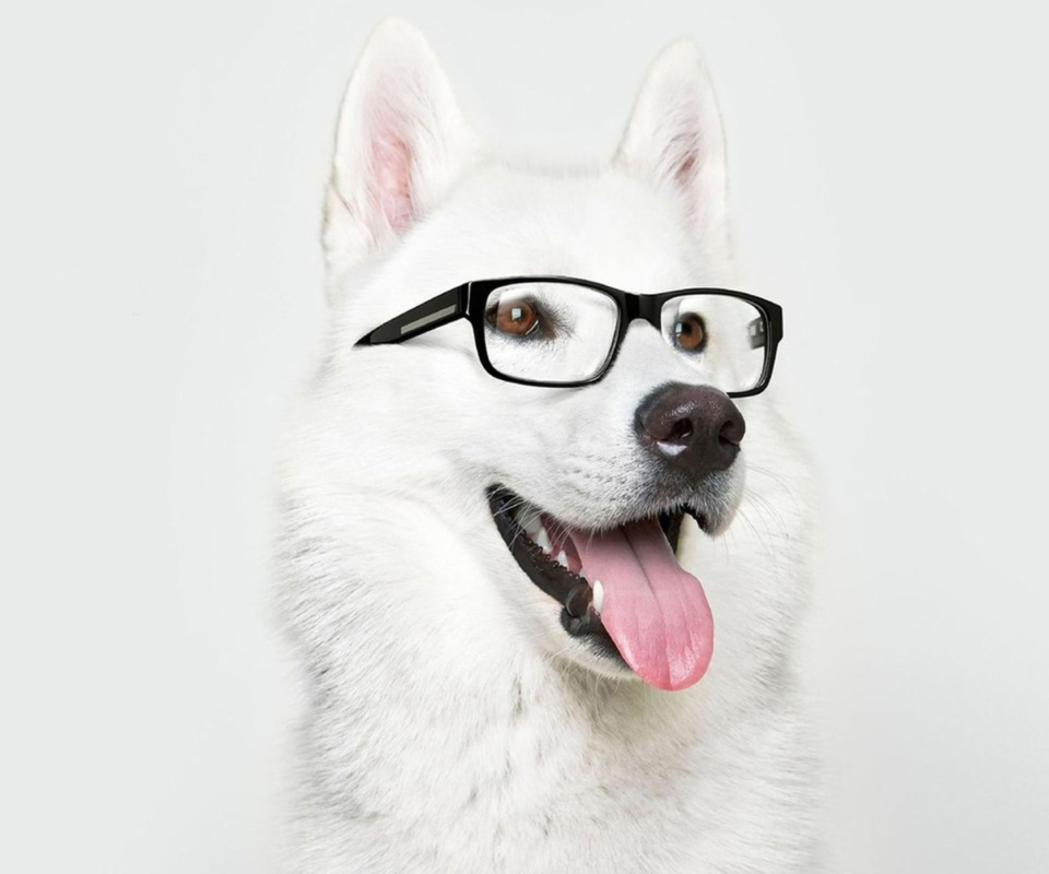 Das Hipster Husky Wallpaper 960x800