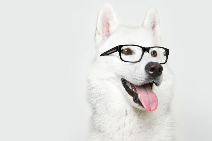 Hipster Husky wallpaper