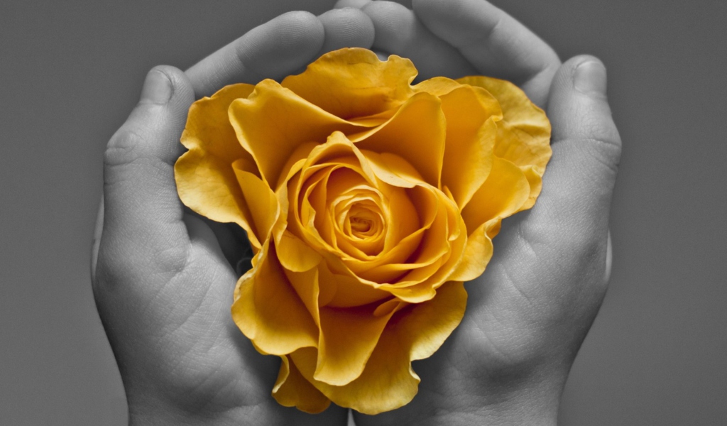 Das Yellow Flower In Hands Wallpaper 1024x600