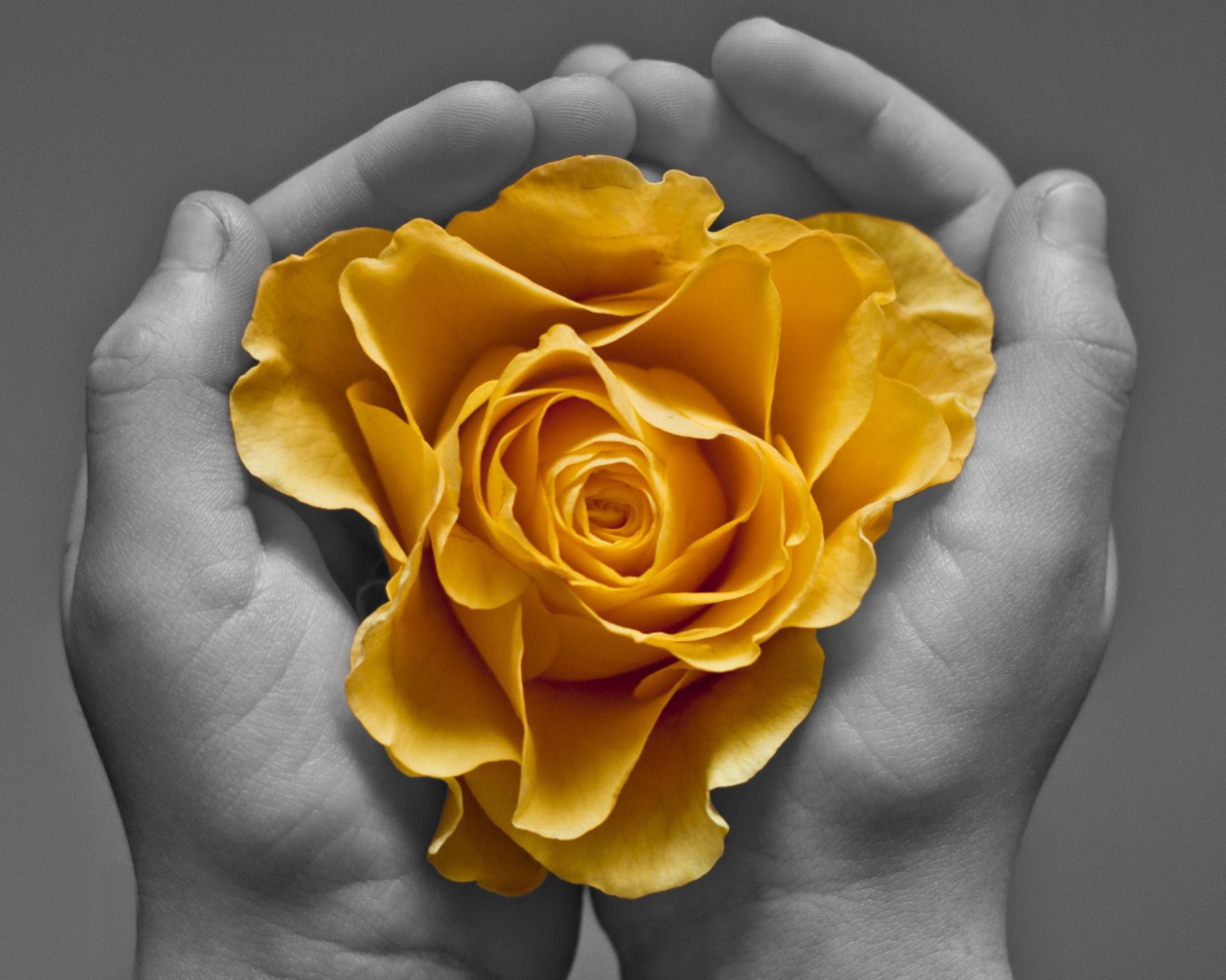 Обои Yellow Flower In Hands 1280x1024