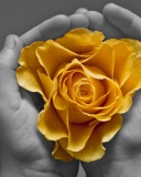 Sfondi Yellow Flower In Hands 128x160